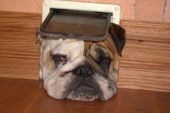 Here's Doggy