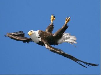 Upside Down Eagle