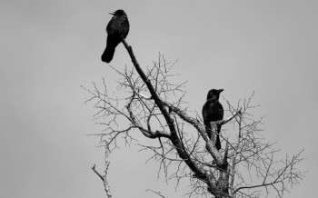 Attempted Murder
