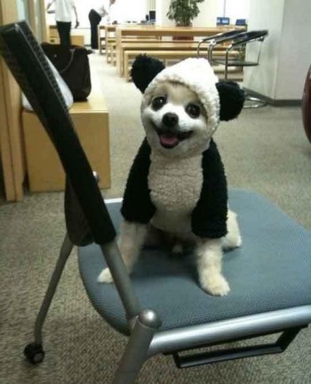 Panda Dog