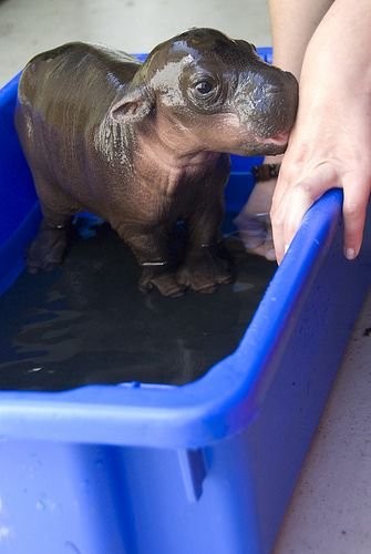 Baby Hippo