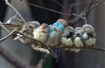 Cuddle Birds
