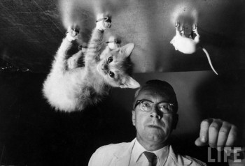 Science Kitty