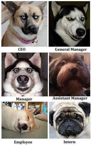 Work Dogs
