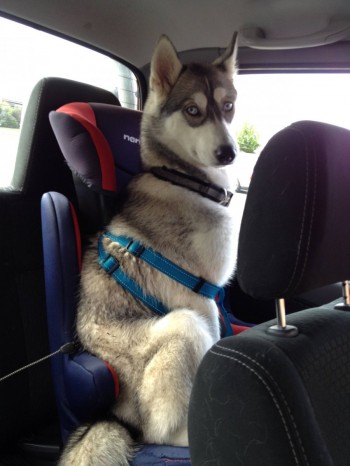 Buckled In