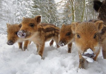 Wild Boars