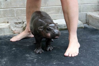 Baby Hippo