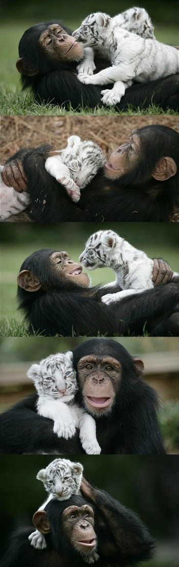Chimp & Tiger
