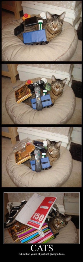 Cats Don't Care