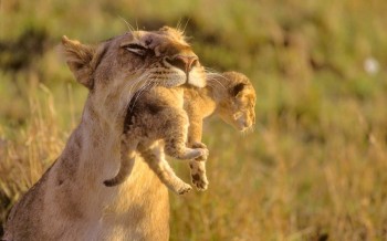 Tasty Kittens