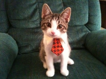 Kitty Tie
