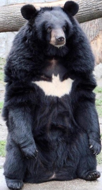 Bat-Bear