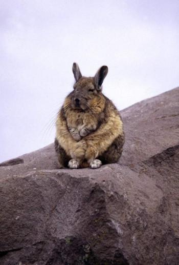 Bunny Pondering