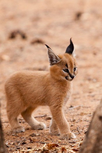 Baby Lynx