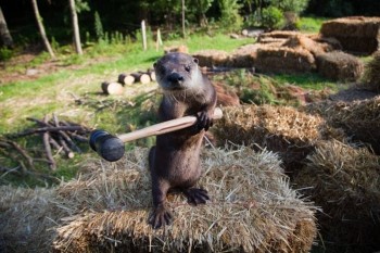 Otter + Hammer