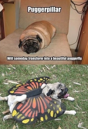 Puggerpillar