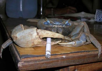 Cool Crab