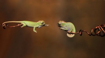 Baby Chameleons