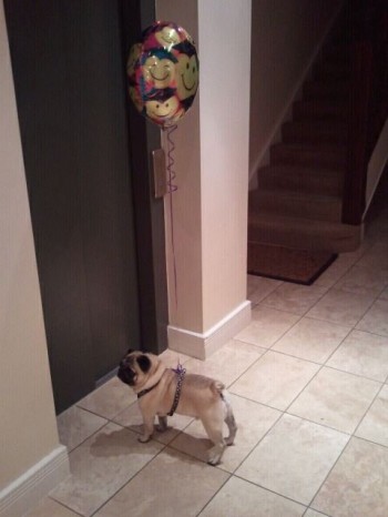 Party Dog
