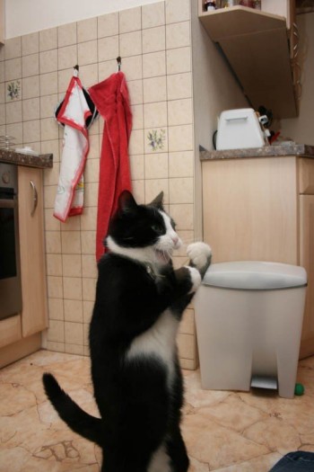 Put Em Up!