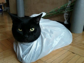 Bag Cat