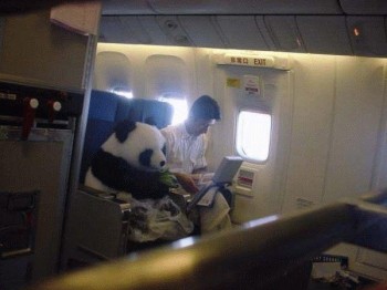 Panda Flying
