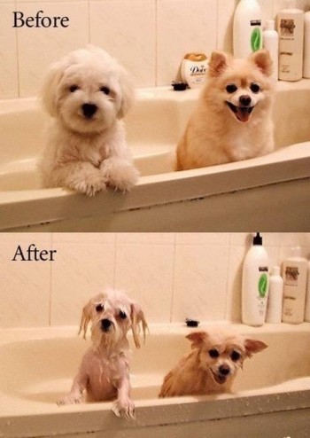 Before / After