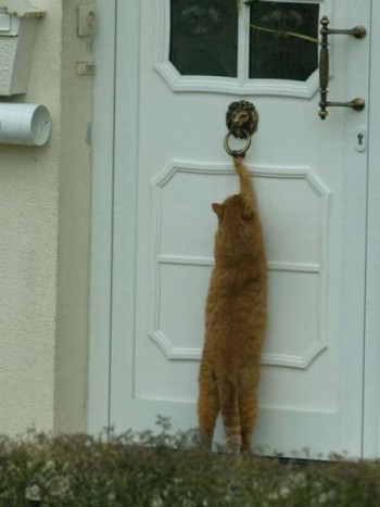 Knock Knock
