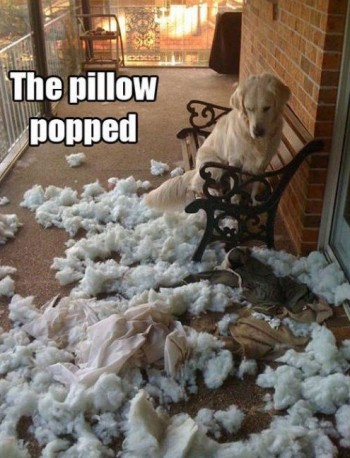 The Pillow Popped