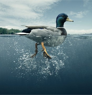 Quack