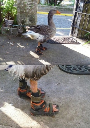 Goose With Sandals