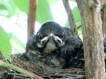 Angry Bird