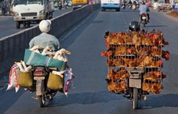 Ducks & Chickens