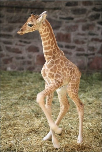 Baby Giraffe