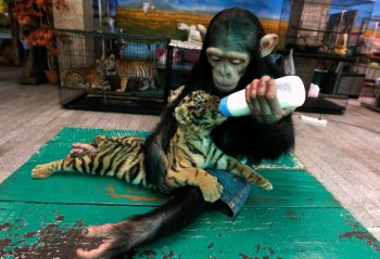 Chimp & Tiger