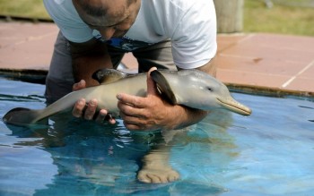 Baby Dolphin
