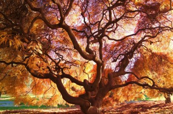 Nature's Color