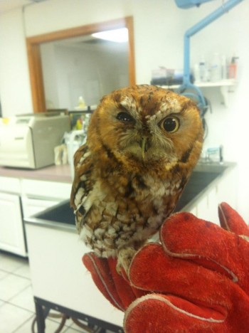 Whatchoo Lookin' At?