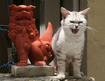 Copy Cat