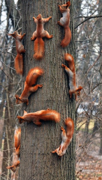 Suddenly, Squirrels