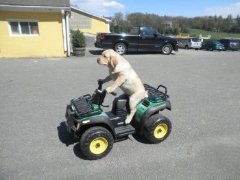 Dog