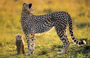 Mother and Child