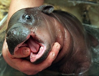 Baby Hippo