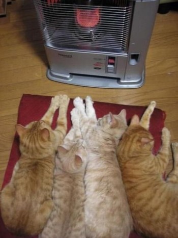 Warm Kitties