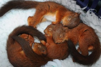 Baby Squirrels
