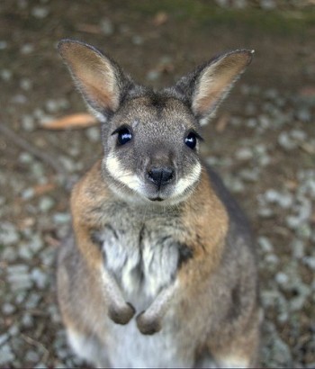 Cute Wallaby