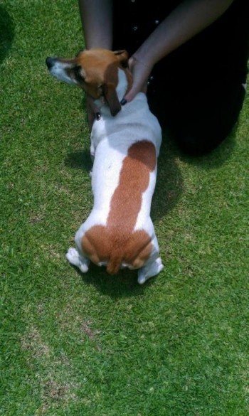 Just a Jack-Russel