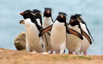 They See Me Waddlin'