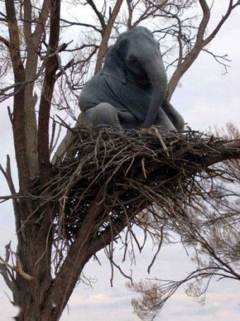 Elephant in A Birds Nest