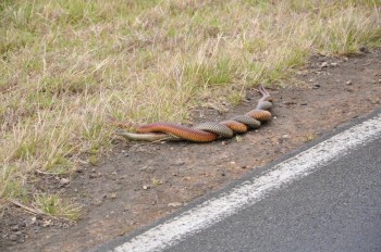 Two Copperhead Snakes in Australia